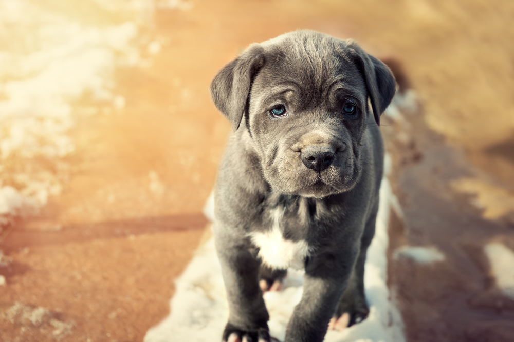 Cucciolo di Mastino Napoletano grigio