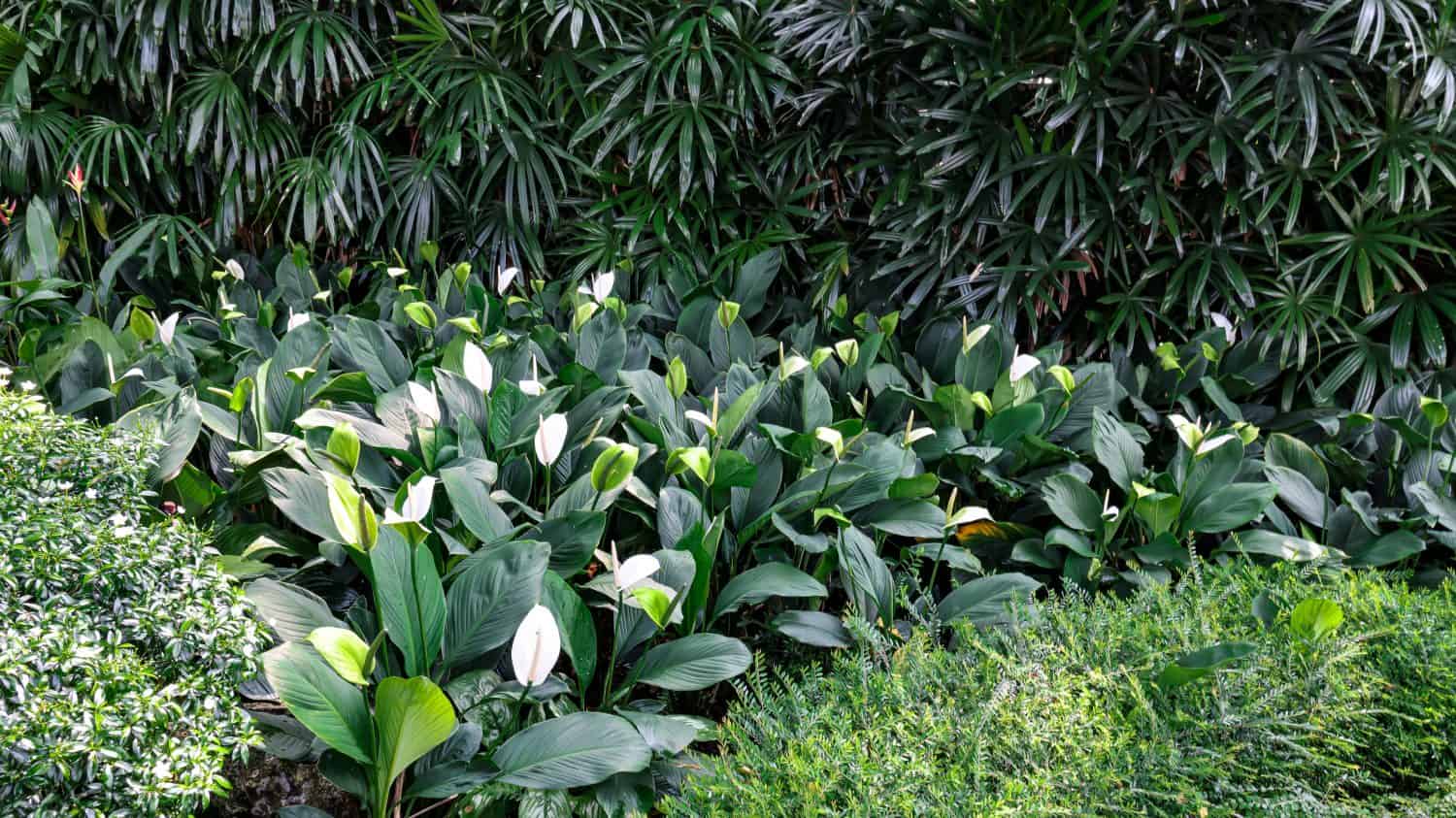 I fiori del Giglio della Pace (Spathiphyllum wallisii) sono prodotti in uno spadice (gambo fiorito) circondato da una spata (foglia modificata). La spata è bianca quando appena aperta, diventa verde e poi marrone con l'età.