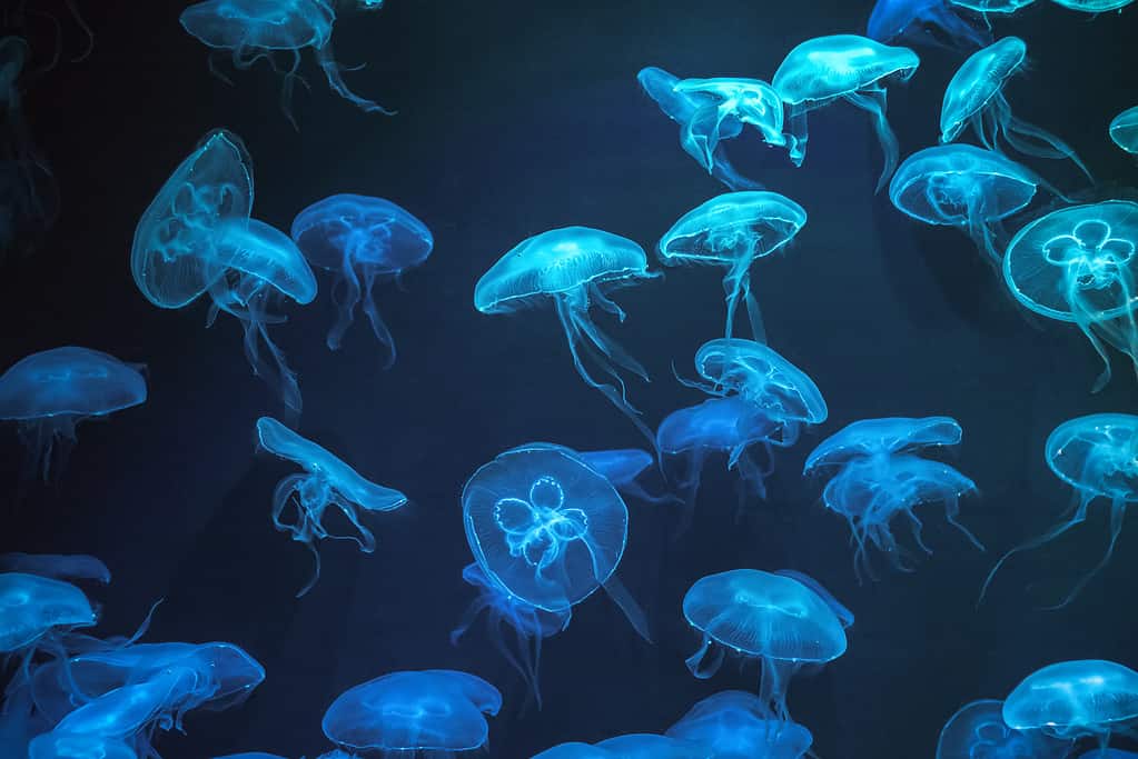 Meduse con effetto luce al neon