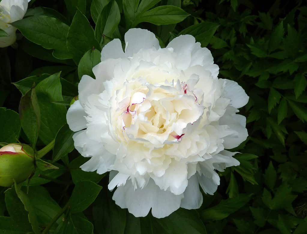 Scopri 12 tipi di fiori di peonia
