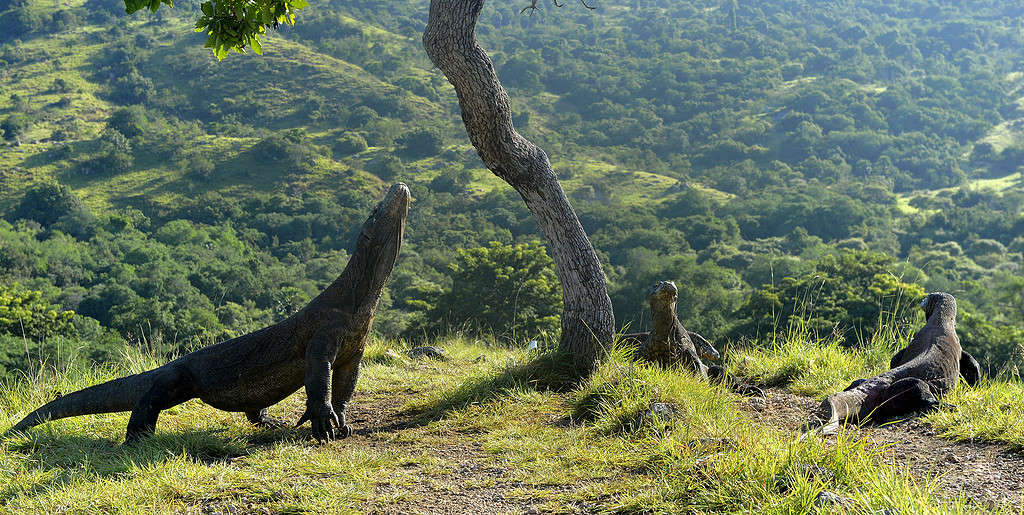 Drago di Komodo