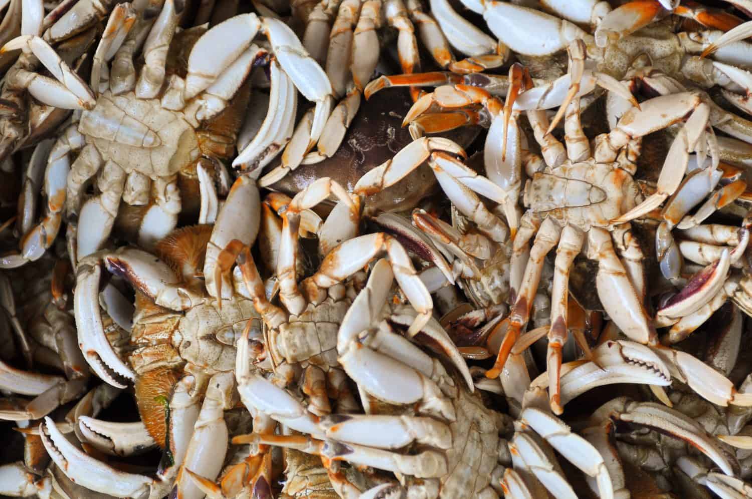 Primo piano di una pila di granchio di Dungeness appena pescato.  Dalla costa dell'Oregon.