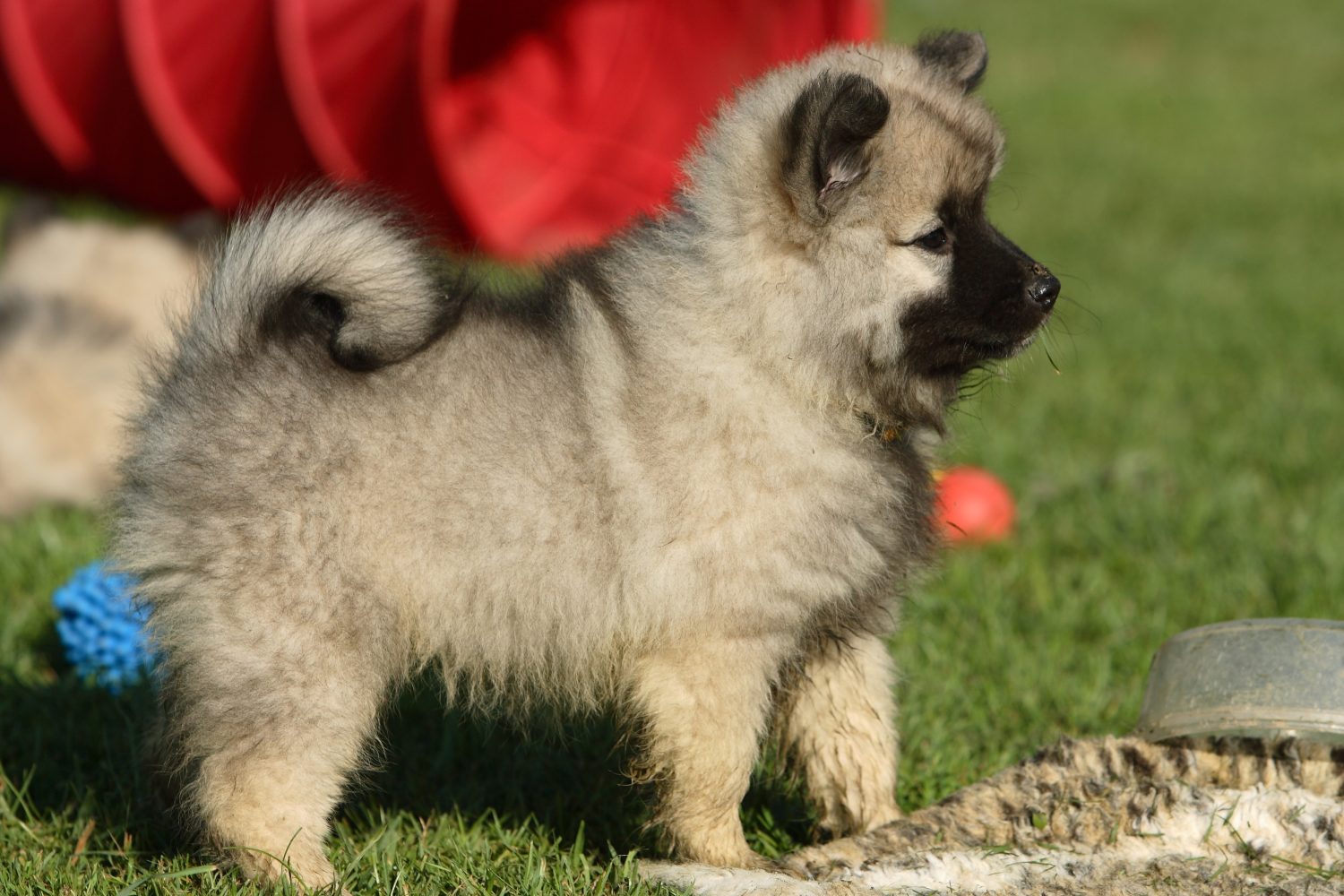 Simpatico cucciolo di keeshond lanuginoso 