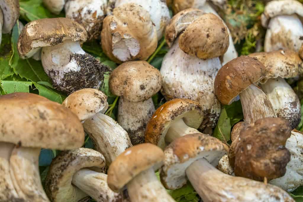 Sporcate i funghi, i porcini, puliteli