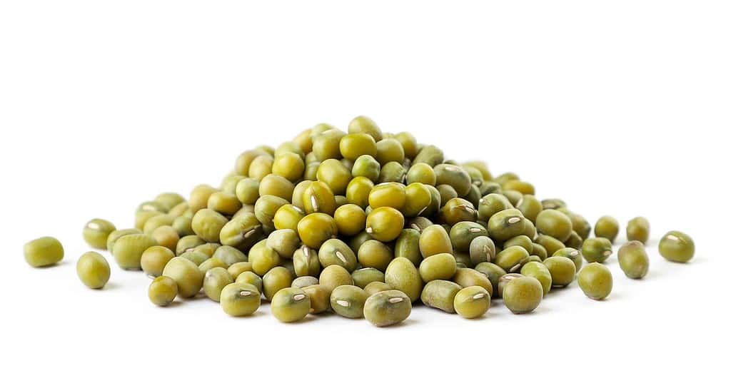 Primo piano del mucchio del fagiolo verde su un bianco. Isolato