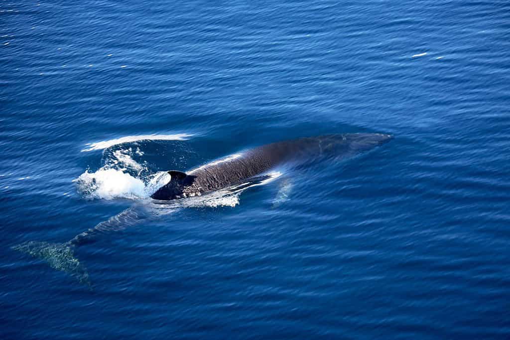 Balenottera comune (Balaenoptera physalus) - Antartide. Noto anche come balenottera comune o balenottera comune