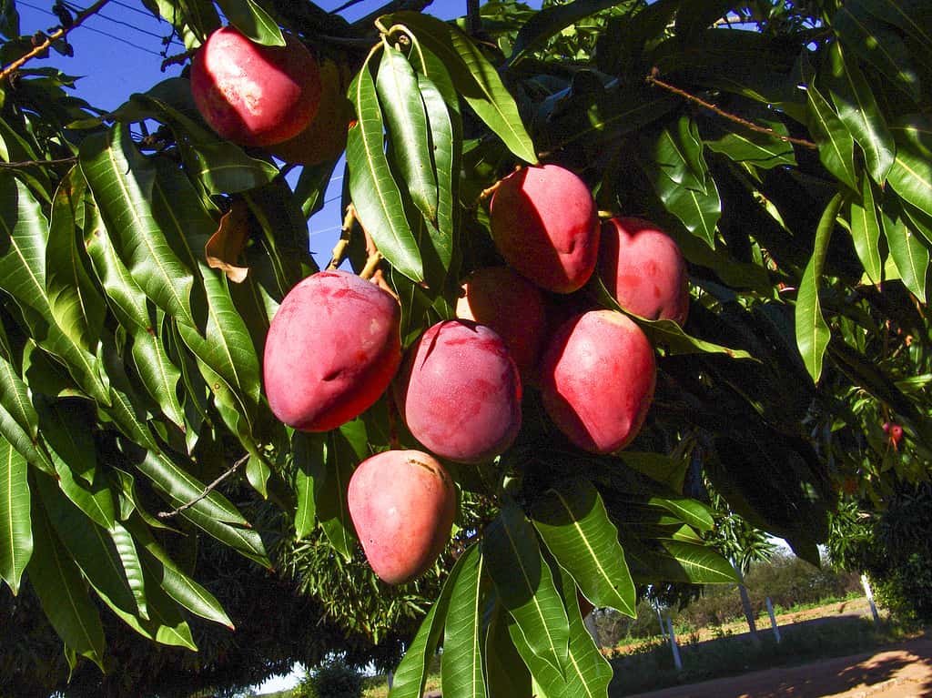 Albero di mango
