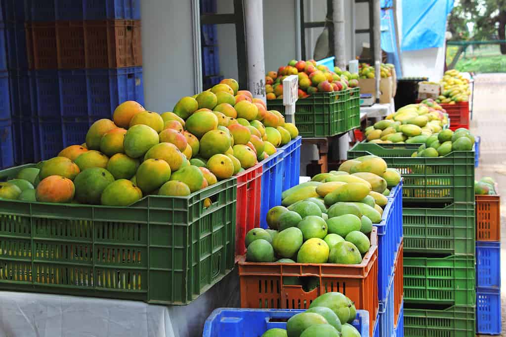 Mercato indiano del mango