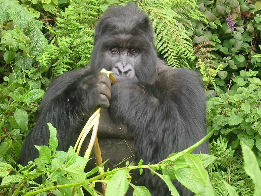 Gorilla che mangia una banana