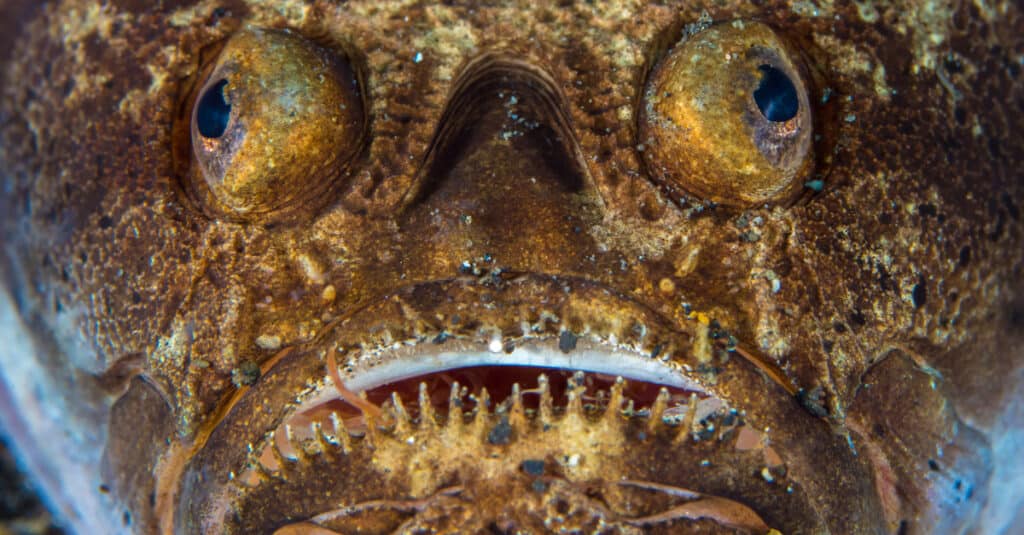 Un pesce Stargazer in attesa di preda mostra i suoi denti aghiformi