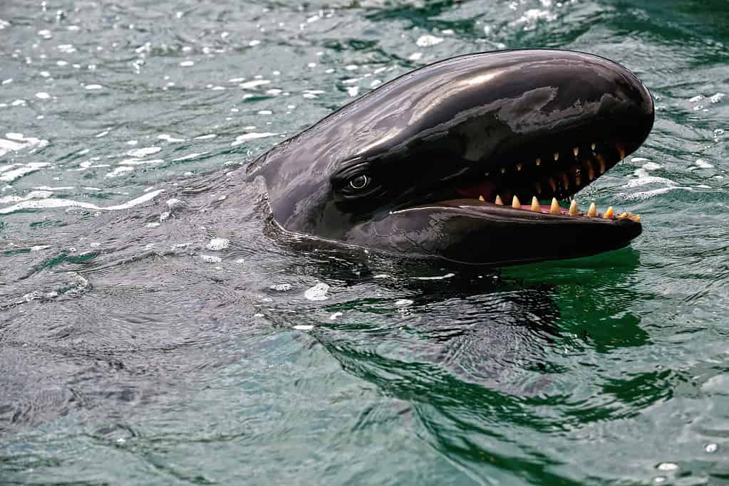 La falsa balena assassina