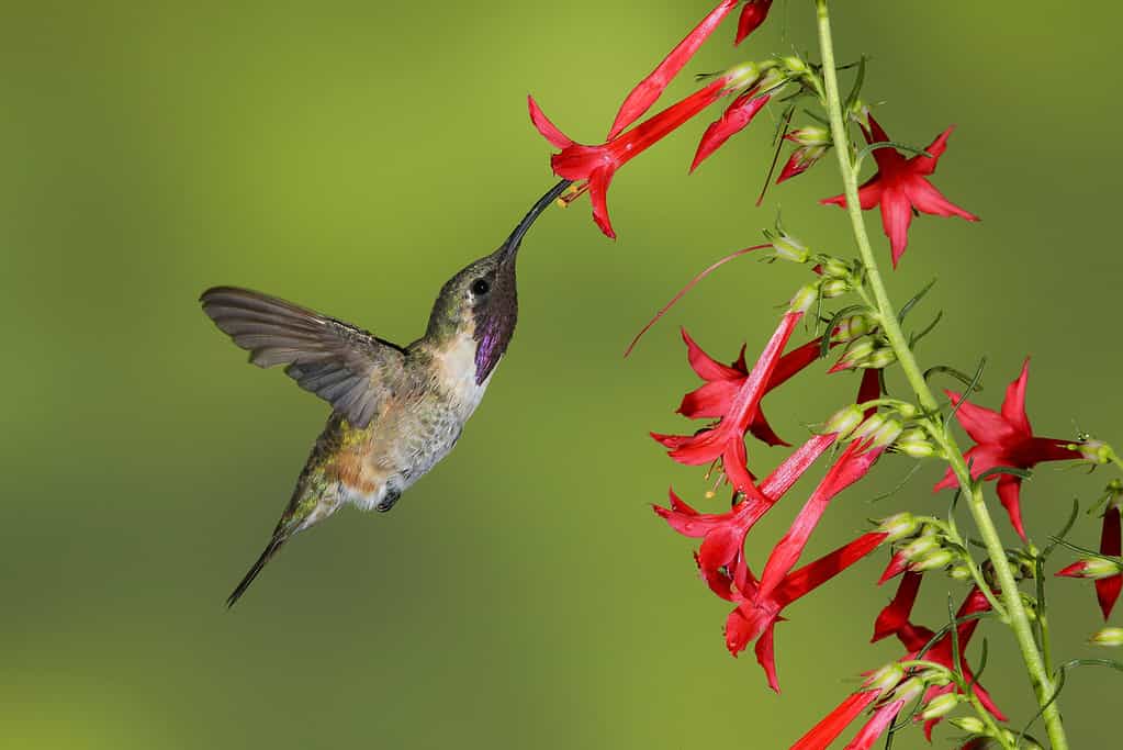 Colibrì Lucifero maschio adulto (Calothorax lucifer)