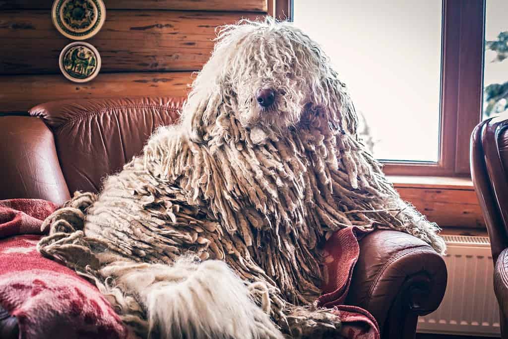 Cane Komondor ungherese in poltrona davanti alla finestra di casa. Ritratto ungherese di Komondor.