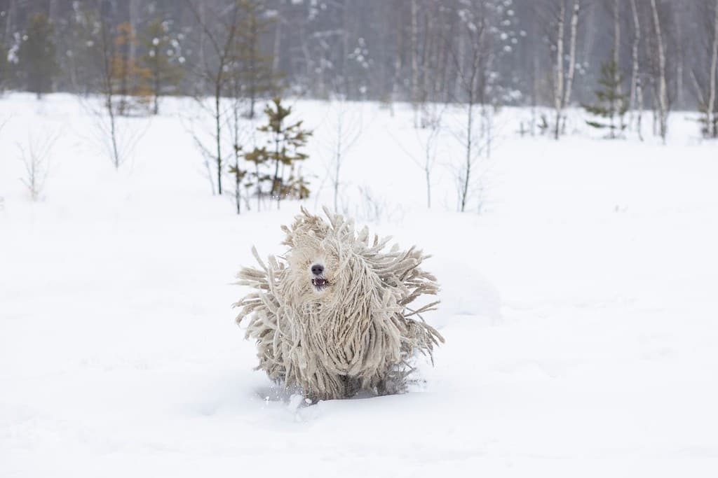 gestisce il pastore ungherese Komondor. Foto di alta qualità