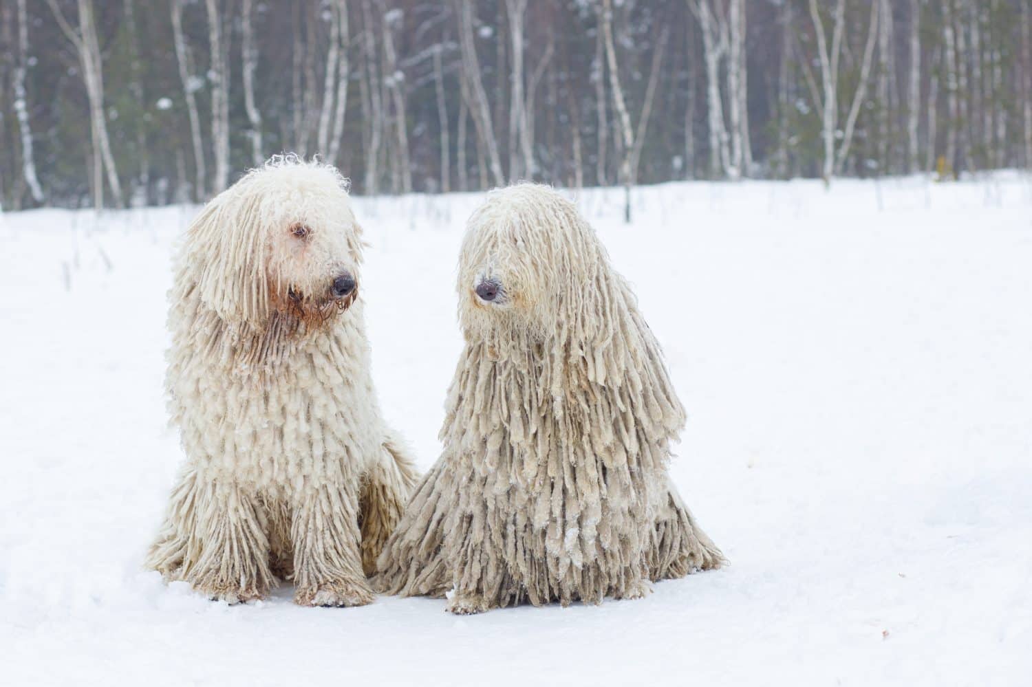 I cani Komondor nella neve si siedono e si guardano. Foto di alta qualità