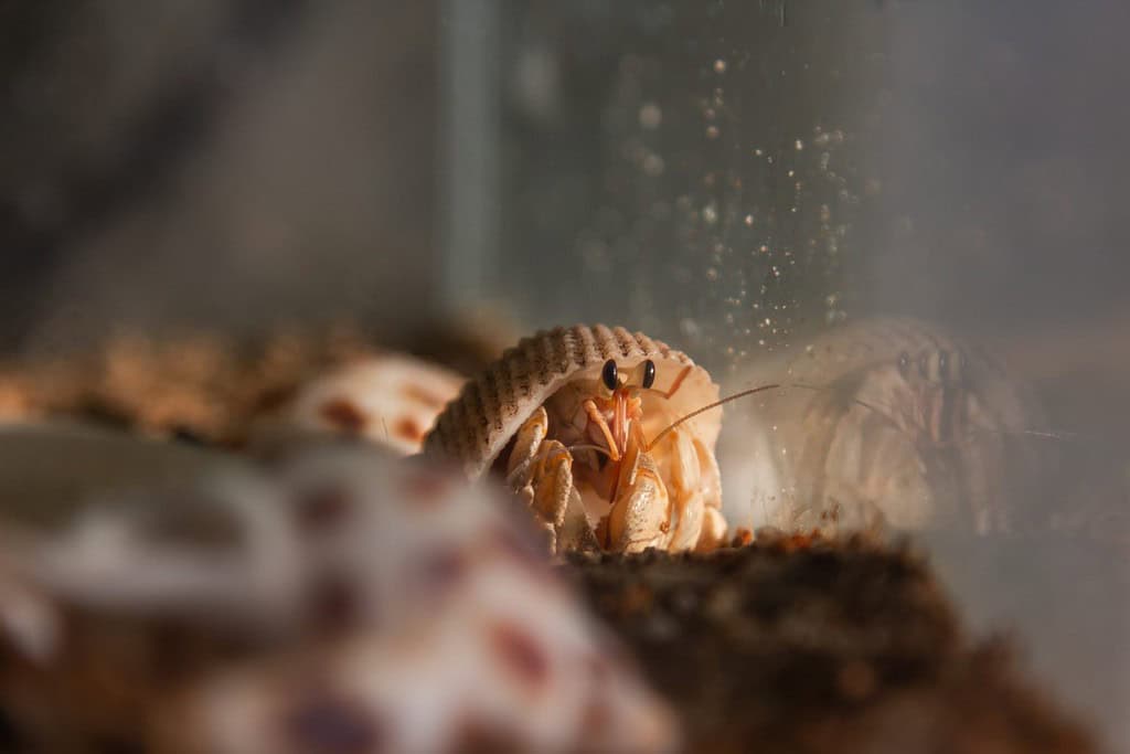 Granchi eremiti di terra