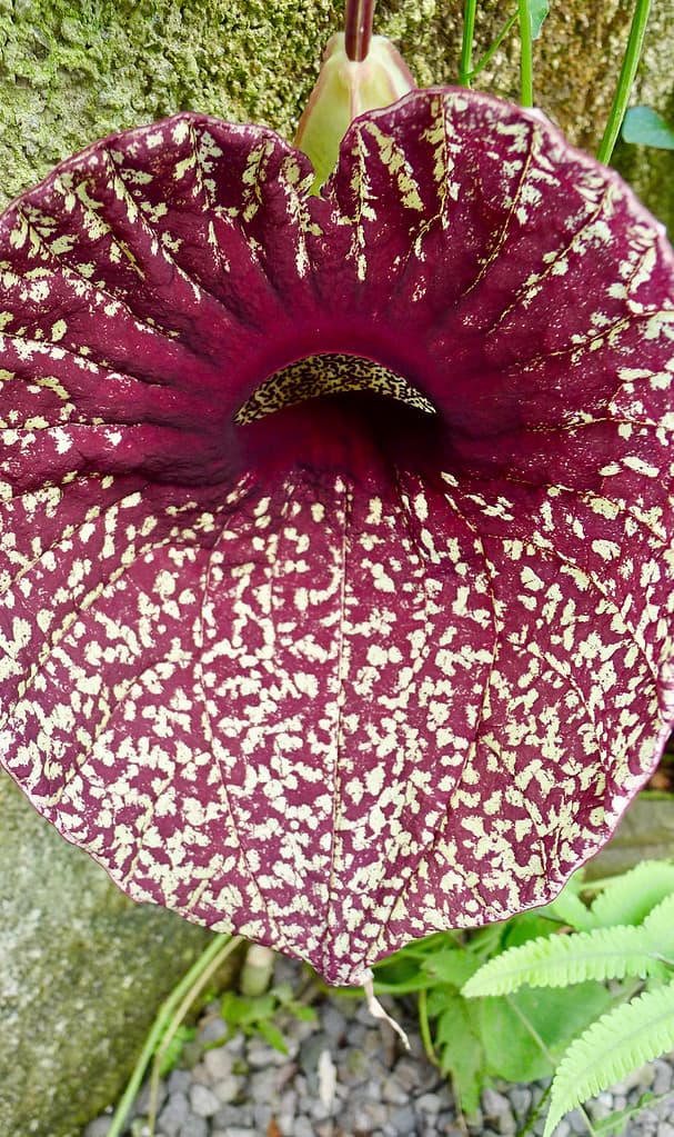 Fiore di pellicano, fiore di pipa olandese, Aristolochia grandiflora.  Parco Nazionale di Monteverde