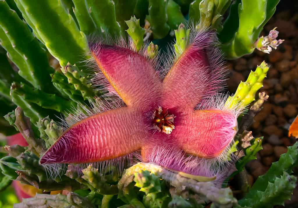 Il gigante zulu, pianta di carogne e pianta di rospo (Stapelia gigantea), fiorisce con un grande fiore rosso puzzolente