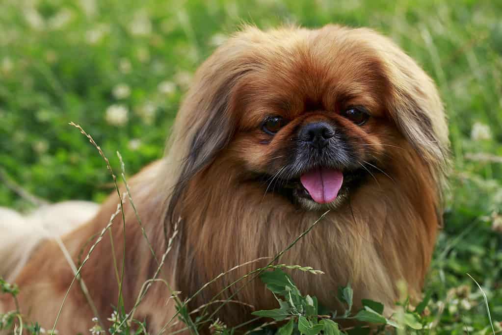 cane di razza pechinese