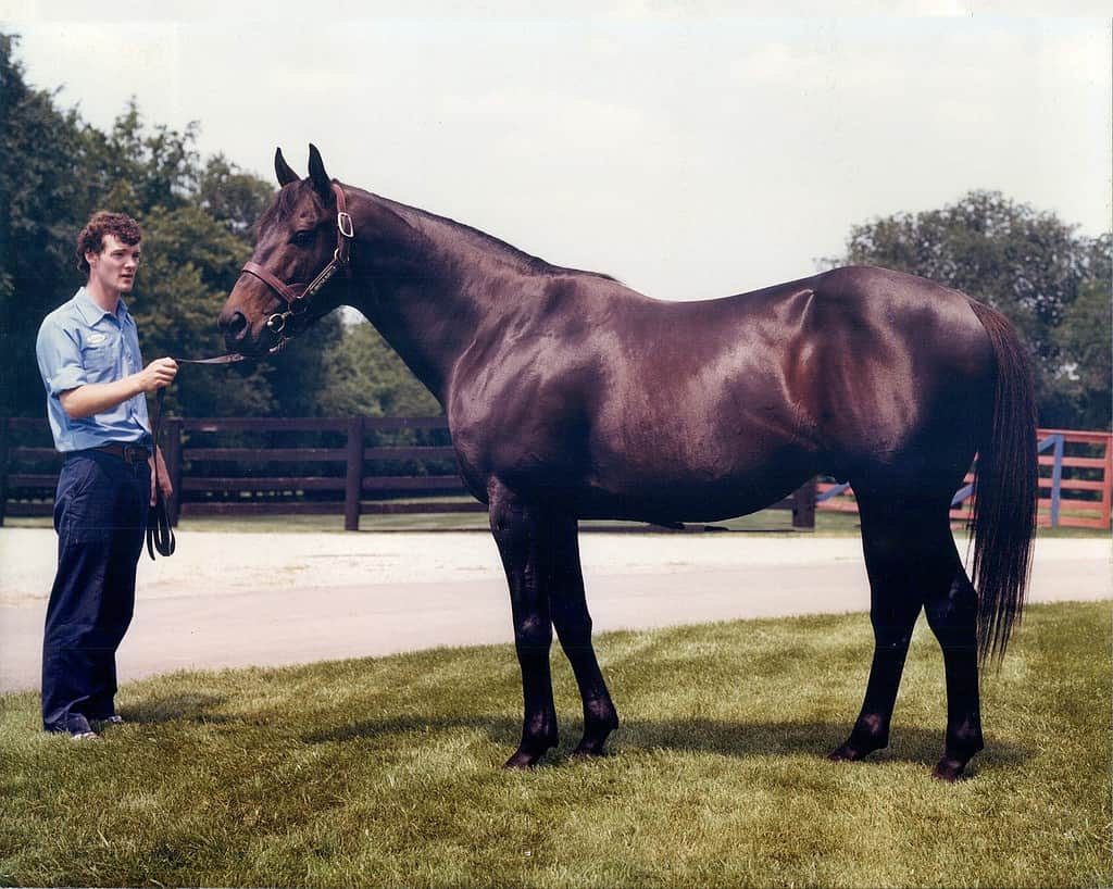 Seattle Slew, campione di corse, alla Spendthrift Farm nel 1981