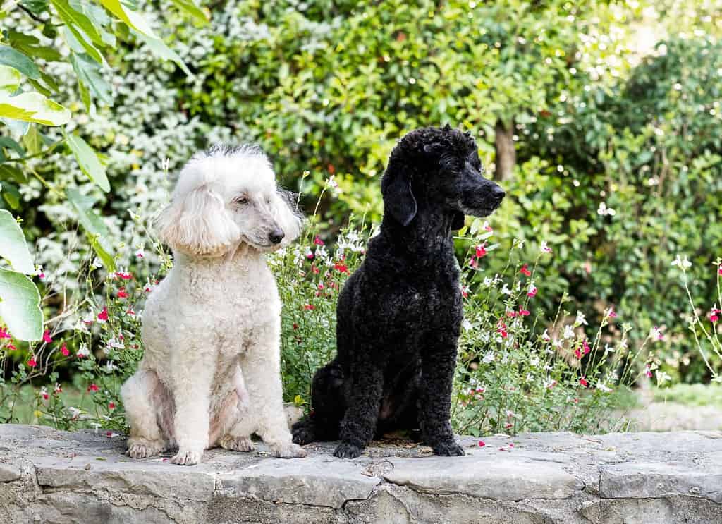 barboncini bianchi e neri che soggiornano nella natura, in estate