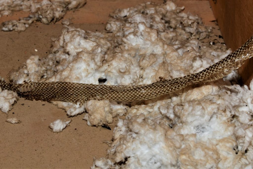 Pelle di serpente in soffitta su isolamento soffiato