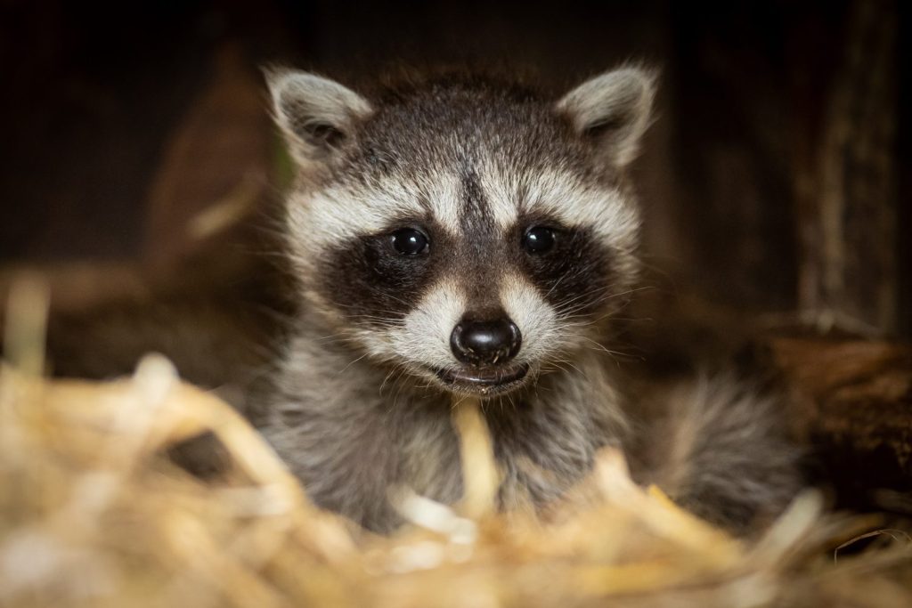 Cucciolo di procione