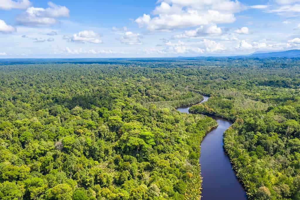 Veduta aerea della foresta pluviale del Borneo.  Brunei