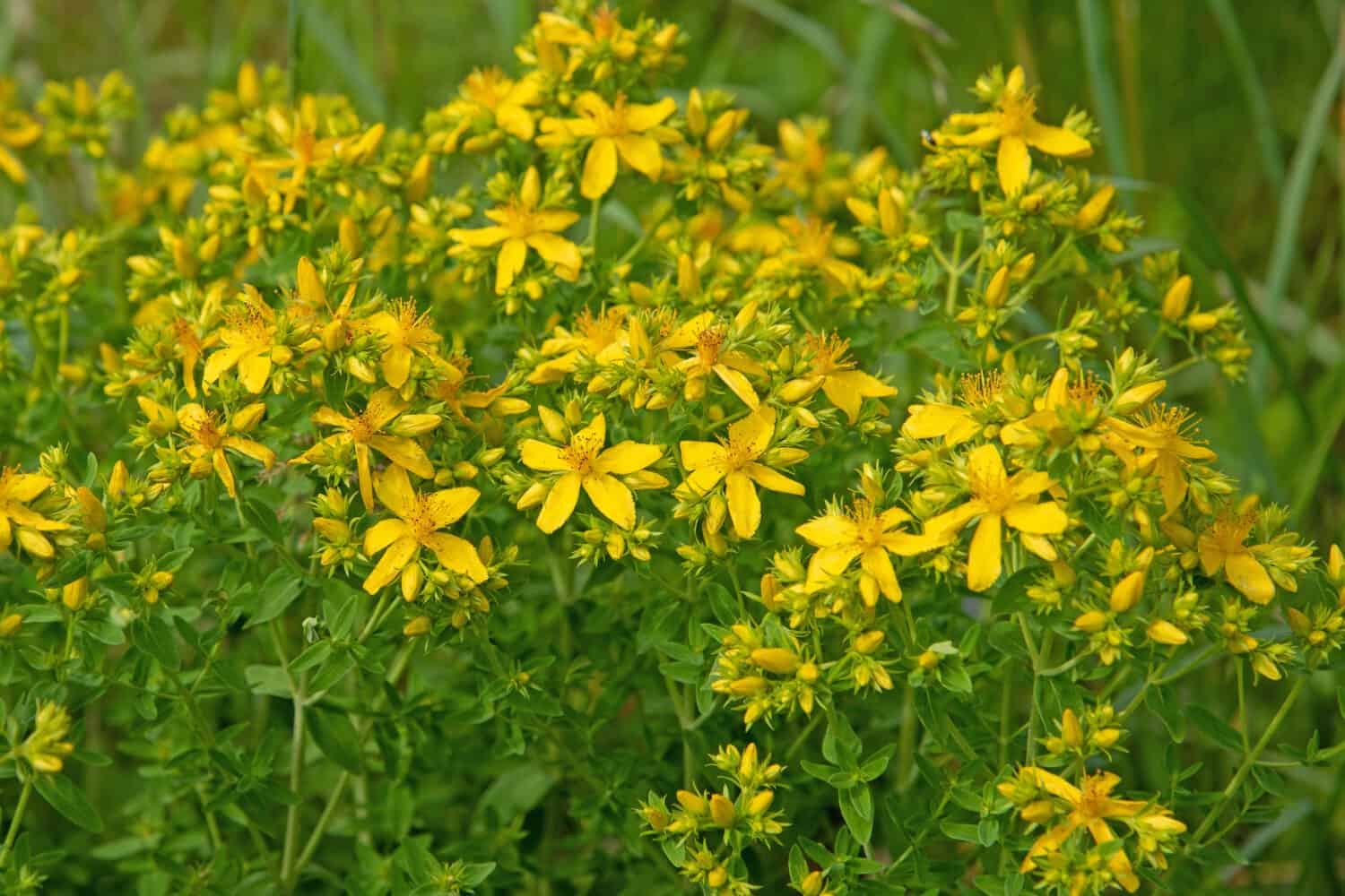 Erba di San Giovanni in fiore, hypericum perforatum