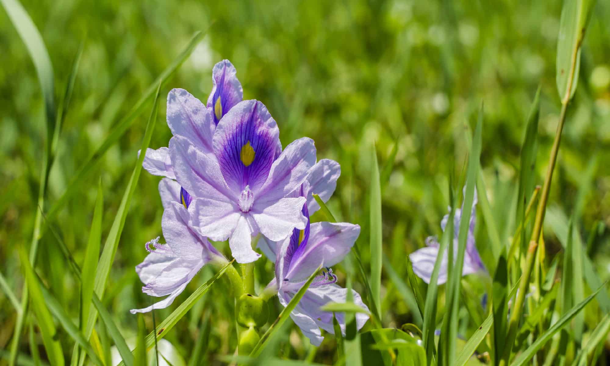 Giacinto d'acqua (Eichhornia crassipes)