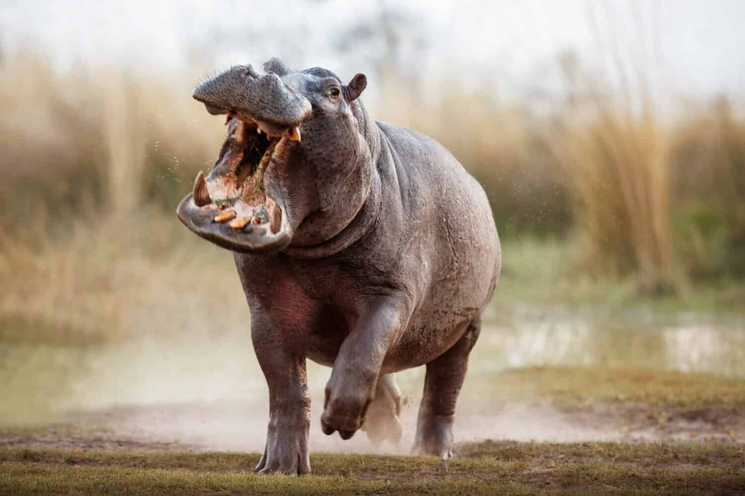 Maschio aggressivo dell'ippopotamo che attacca l'auto. Enorme maschio di ippopotamo che intimidisce l'avversario. Animale selvatico nell'habitat naturale. Fauna selvatica africana. Questa è l'Africa. Ippopotamo anfibio.