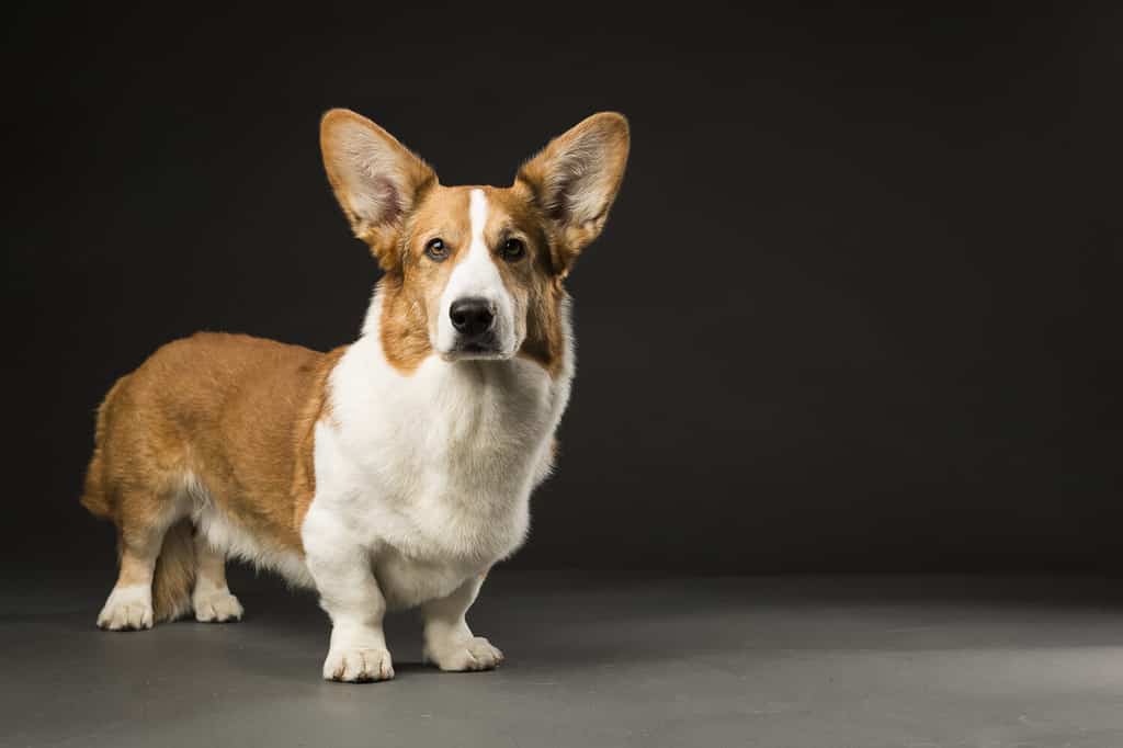 Cardigan Corgi gallese