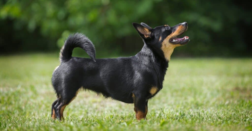 Heeler del Lancashire in piedi a testa alta