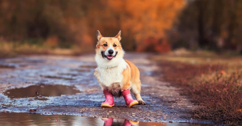 corgi con gli stivali da pioggia