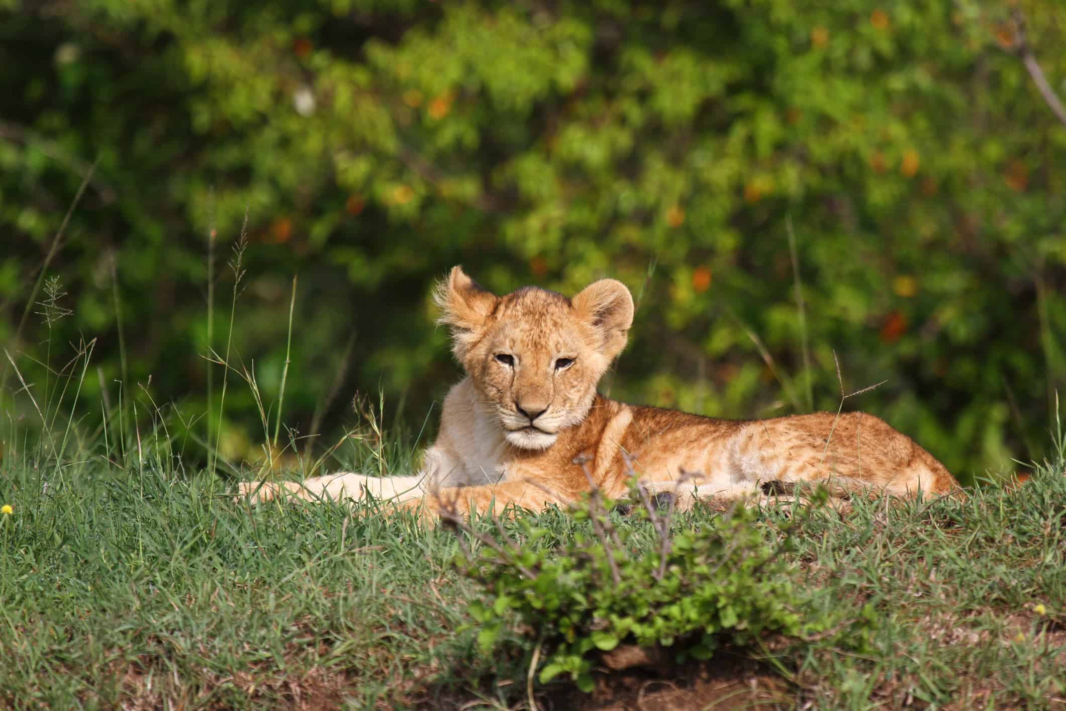 Simpatico cucciolo di leone appoggiato su una piccola collina, cespugli sullo sfondo