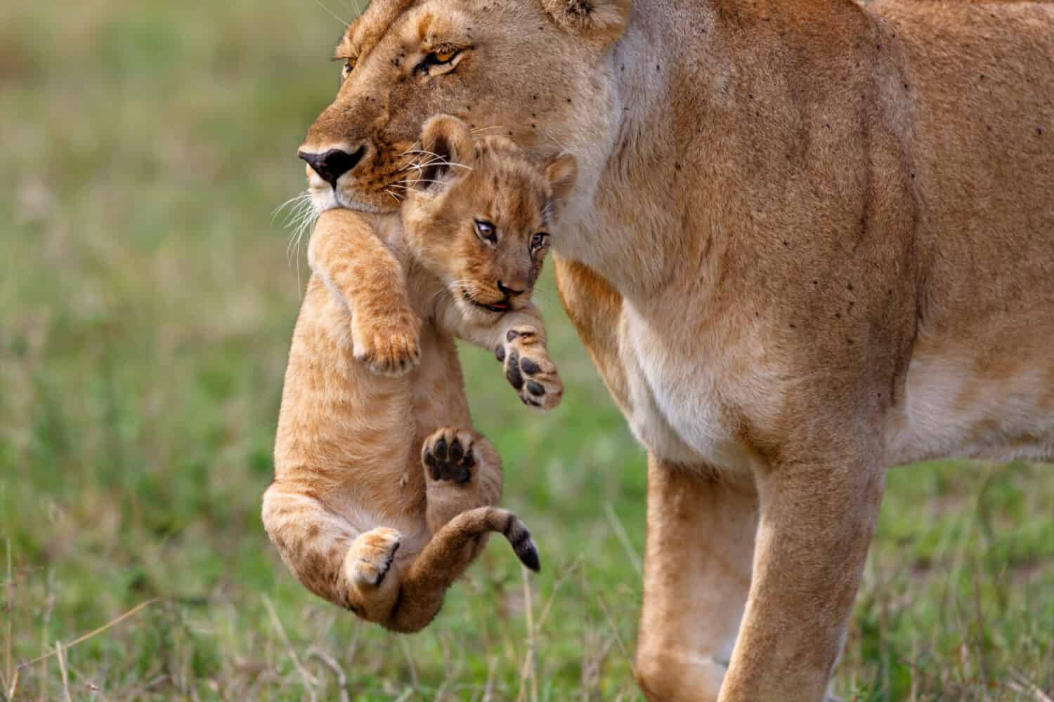La madre della leonessa Rongai Pride porta il suo bambino in un altro posto, perché alcuni tori Buffalo erano molto vicini nel Masai Mara, in Kenya