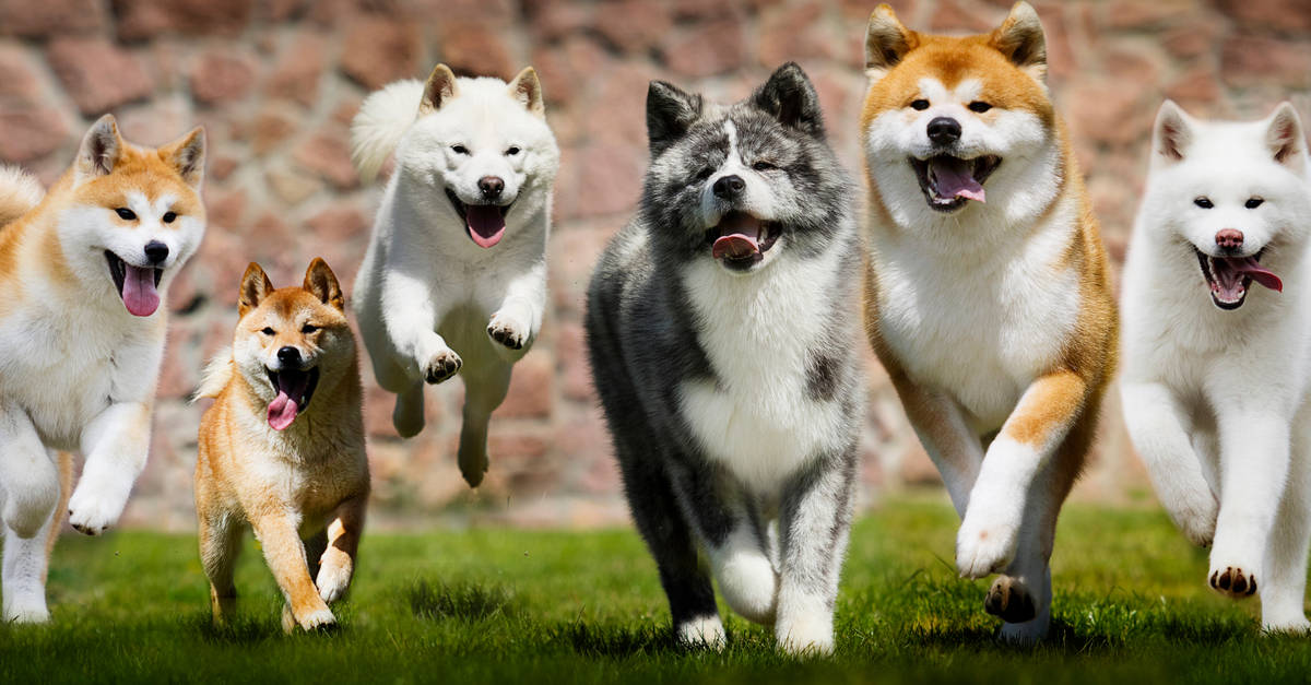 Le 18 leggi più strane sugli animali di tutto il mondo
