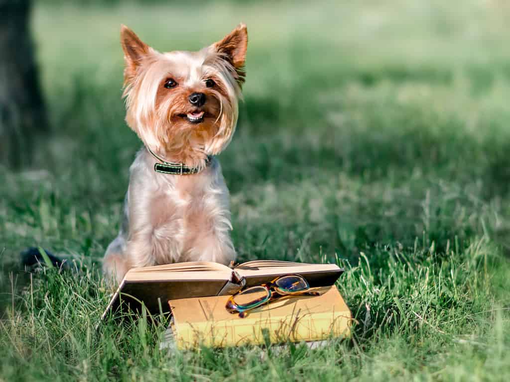 Simpatico animale domestico Yorkshire terrier seduto fuori sull'erba verde accanto a un libro aperto e bicchieri. Lettura del cane nel parco durante la giornata di sole. Istruzione e formazione. Copia-spazio a sinistra