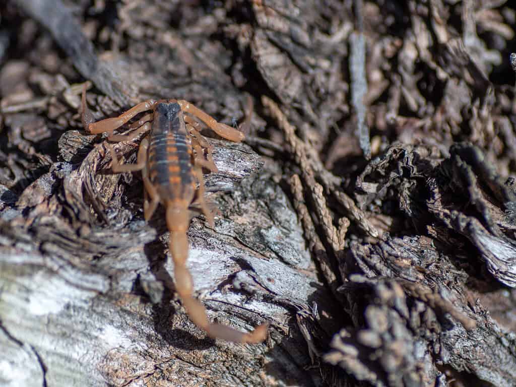Scopion della corteccia sulla giornata di sole camminando sull'albero di cedro