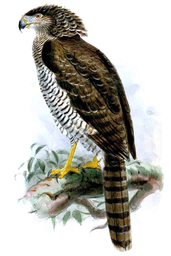 26 animali di cui gli scienziati sanno molto poco
