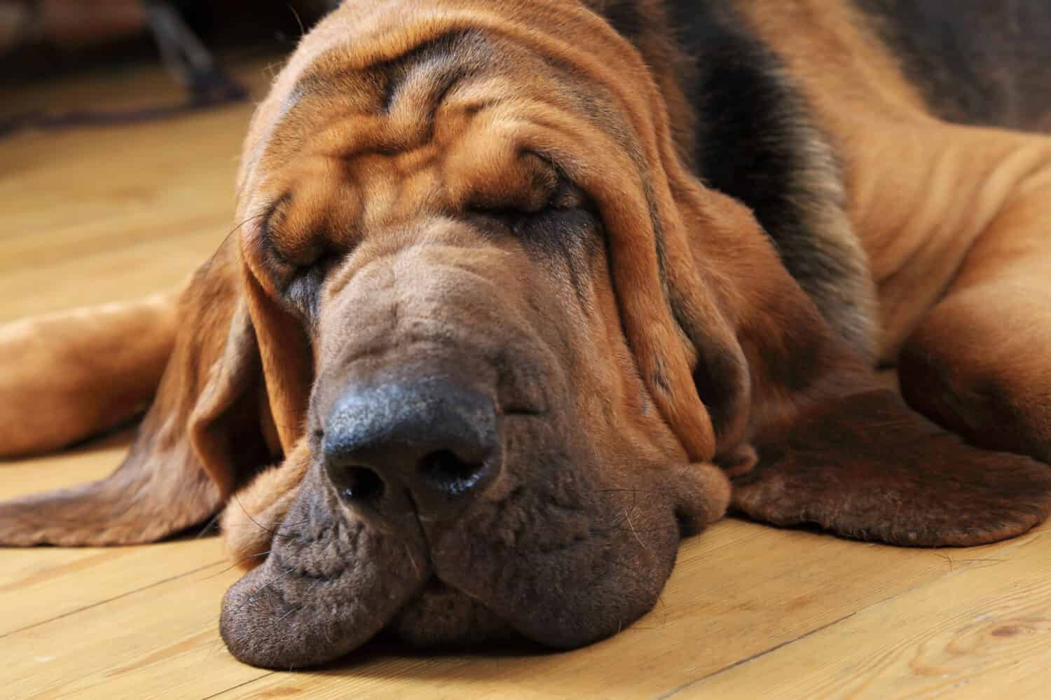 31 cani posseduti da celebrità
