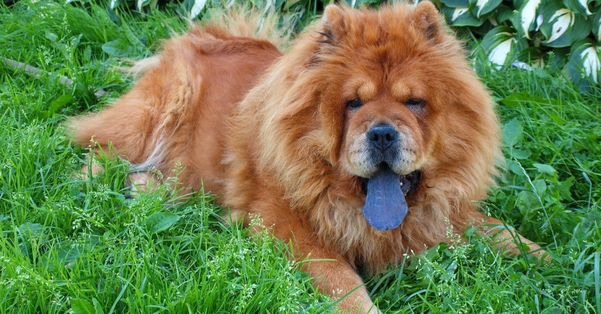 6 razze di cani con la lingua viola e nera
