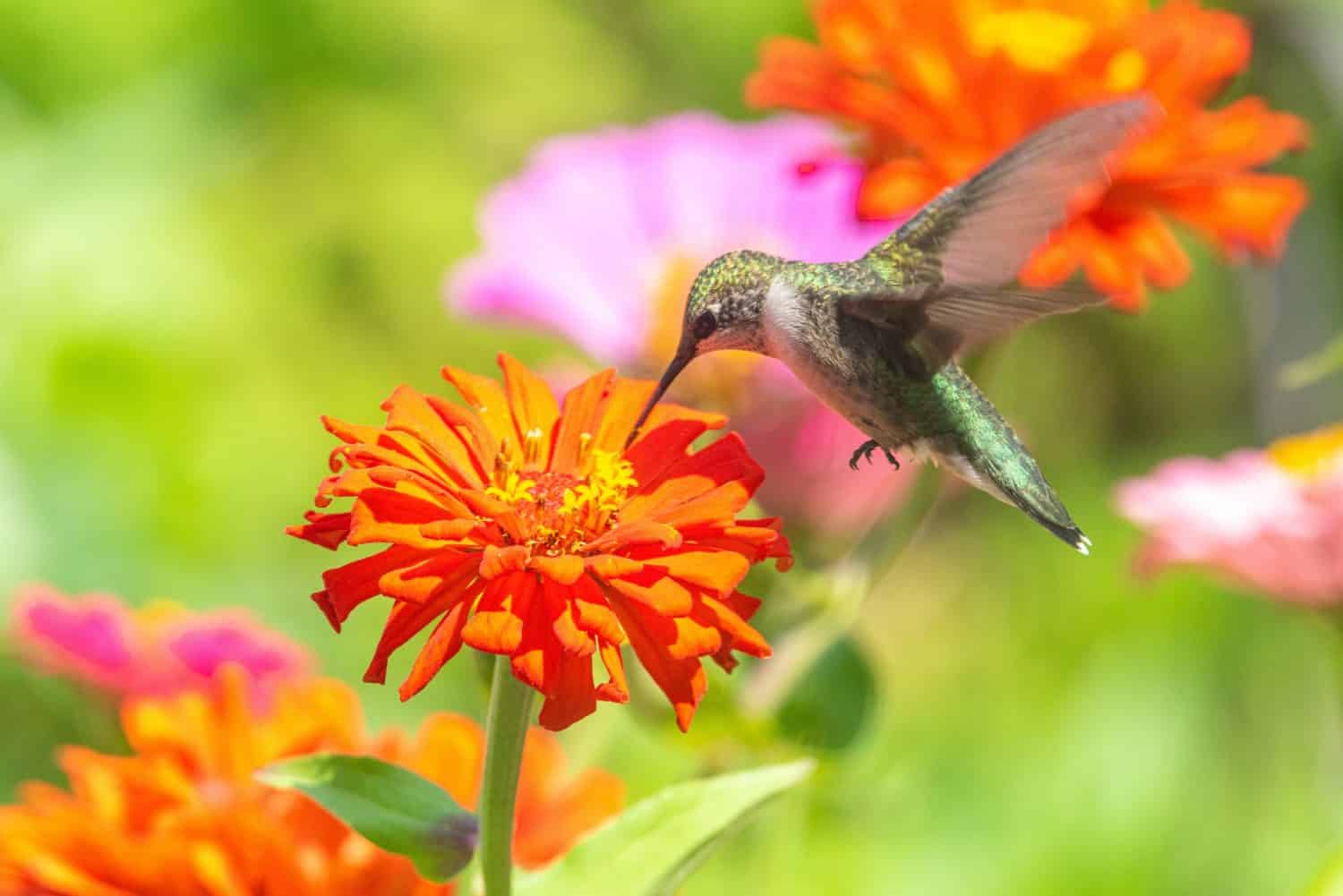 Colibrì dalla gola rubino sorseggiando nettare dal fiore arancione di zinnia che fiorisce in giardino