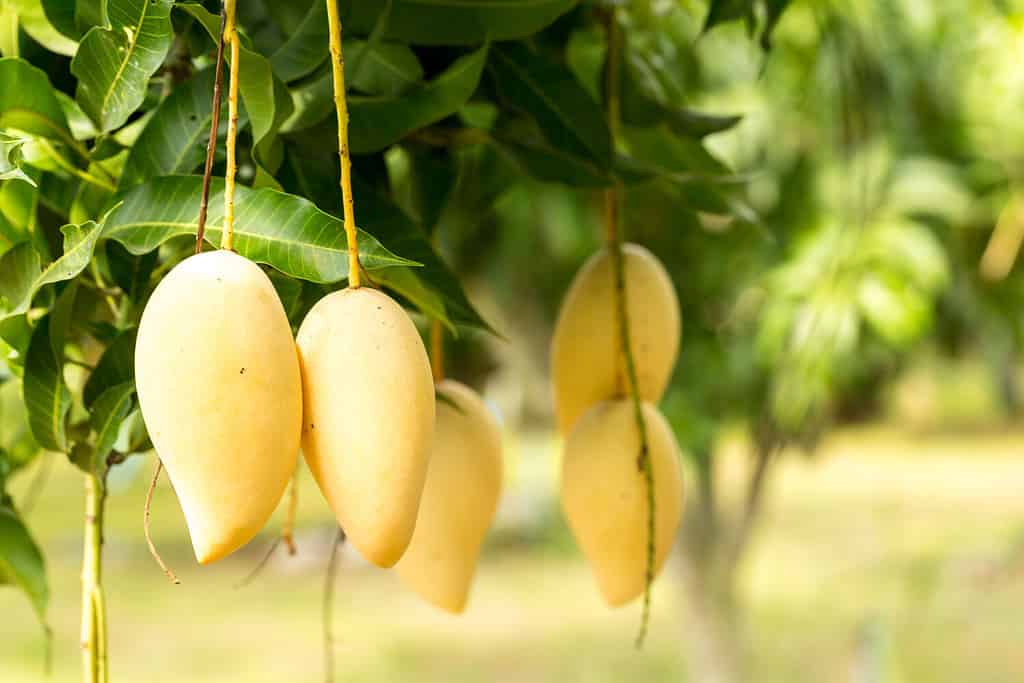 Mango biologico Nam Dok Mai thai, dolce, gustoso, rinfrescante. È la varietà di mango più popolare in Thailandia.  concetto di vitamina dalla frutta.