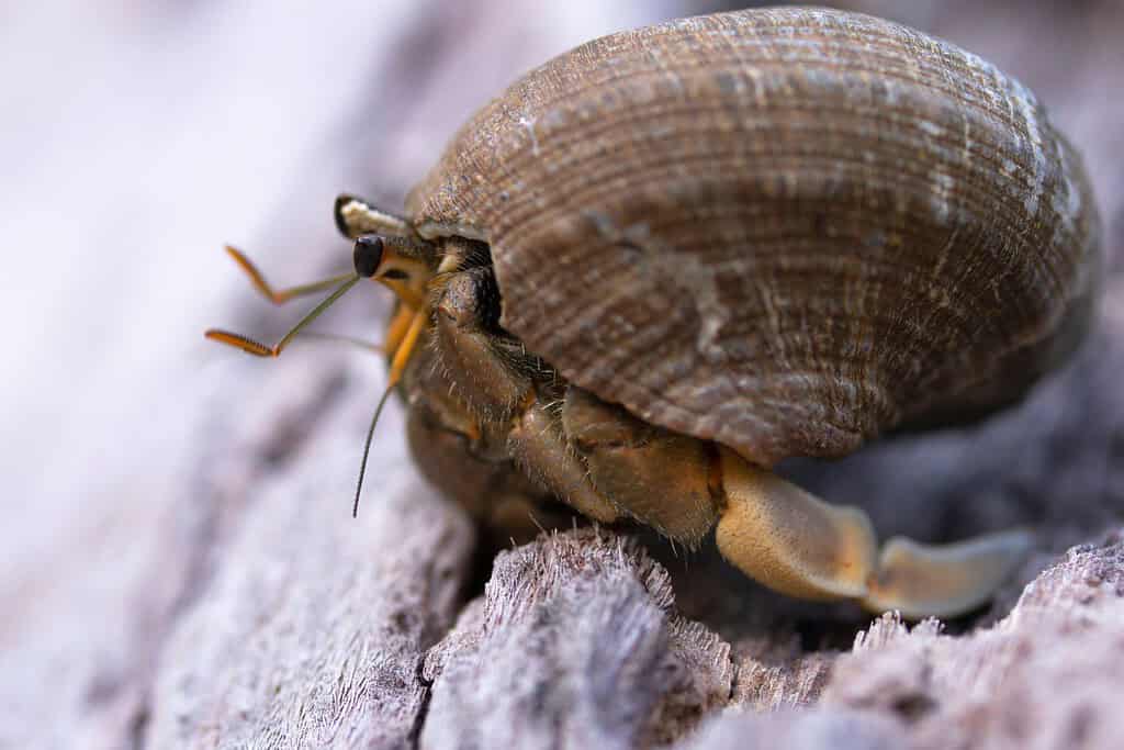 Il granchio eremita si nascondeva in una conchiglia