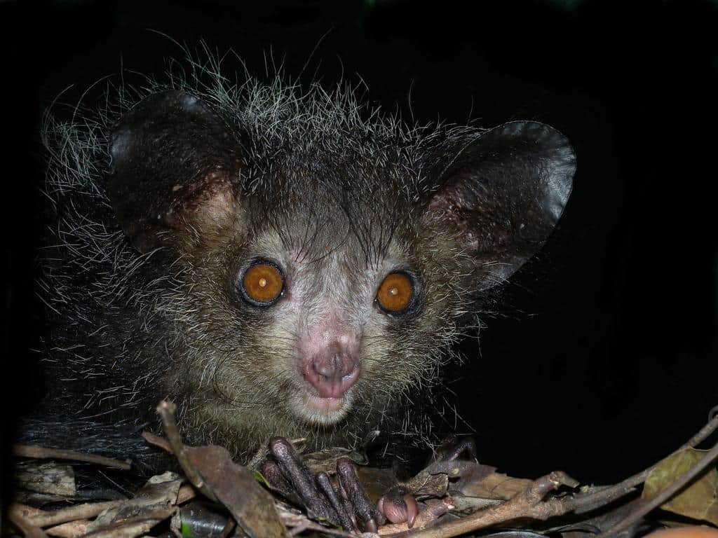 I 20 animali notturni più belli del mondo
