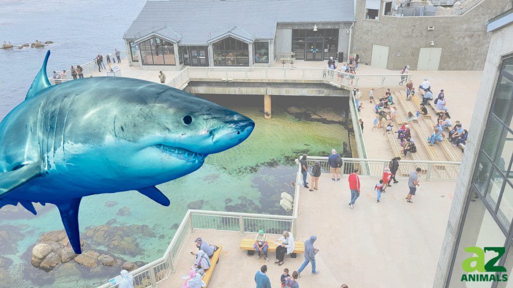 Grande prigionia bianca