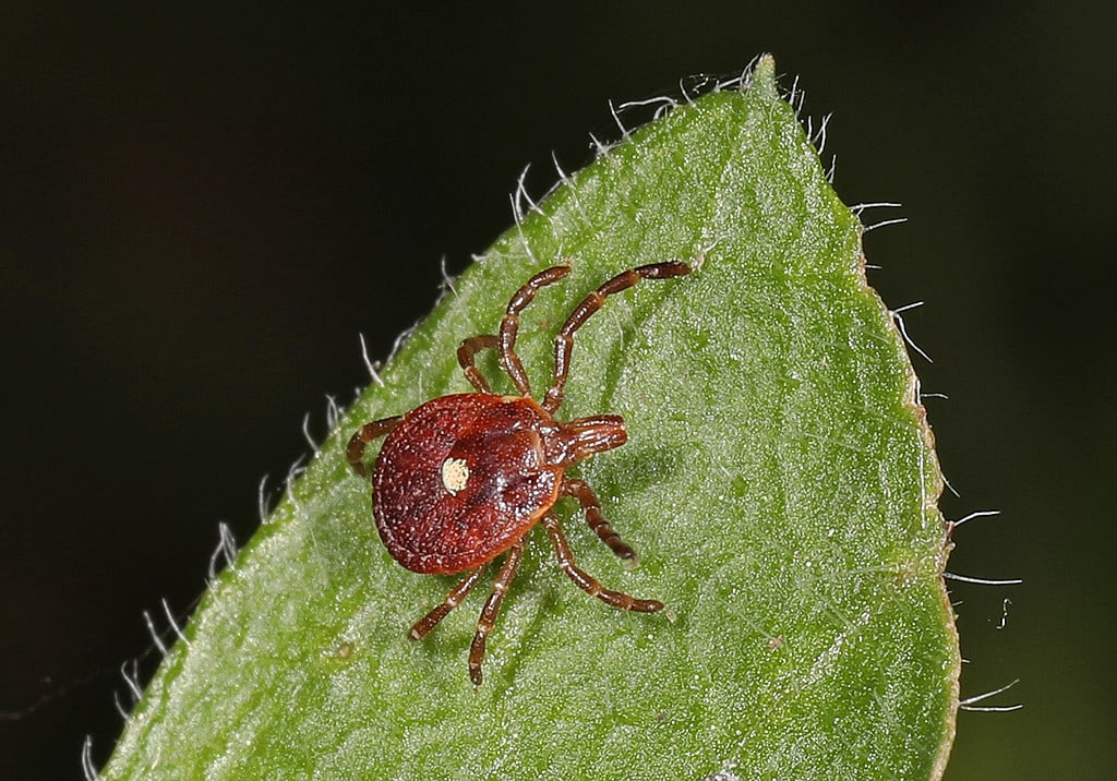 La zecca più pericolosa in agguato negli Stati Uniti
