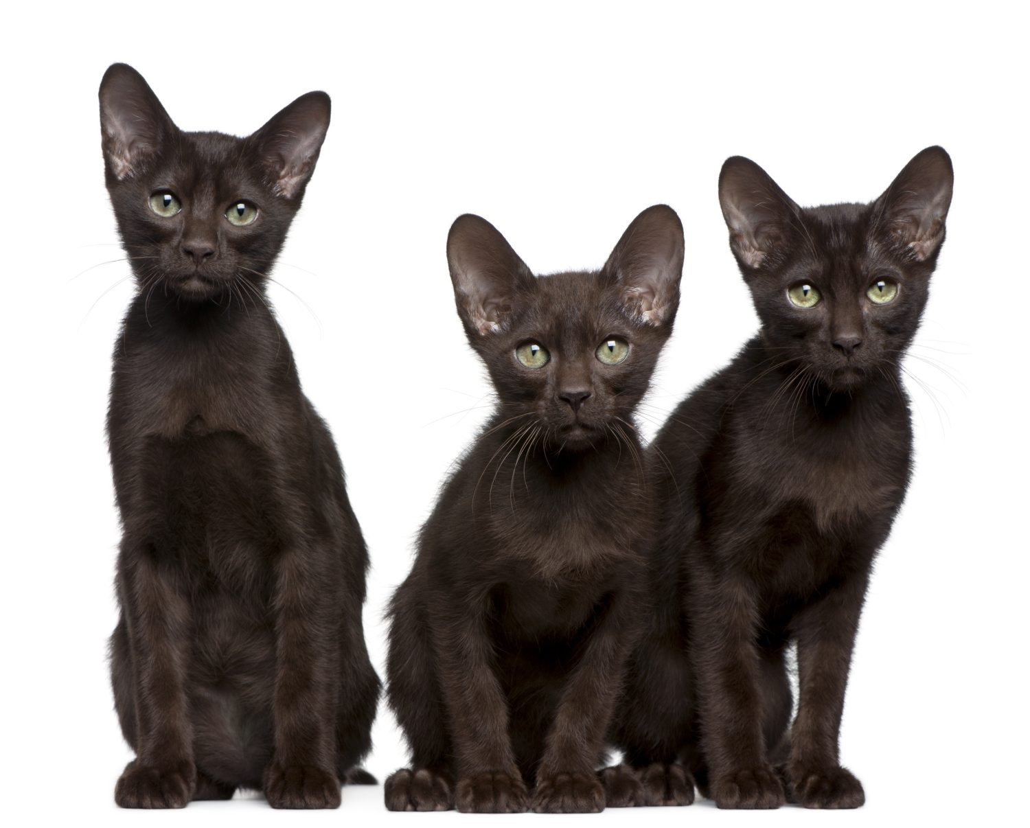 Gattini Havana Brown, 15 settimane, seduti davanti a uno sfondo bianco