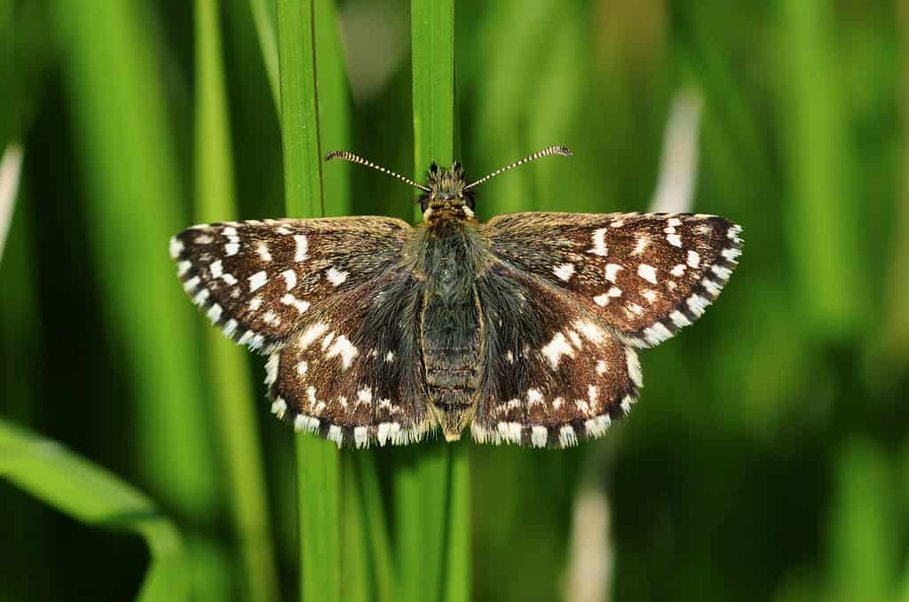 SKIPPER BRIGILLATO (Pyrgus malvae)